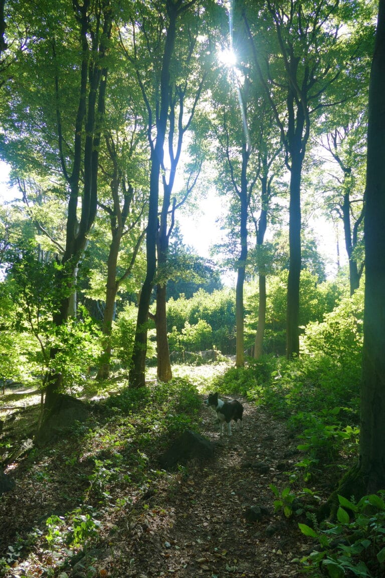 De Hongaarse bergketens